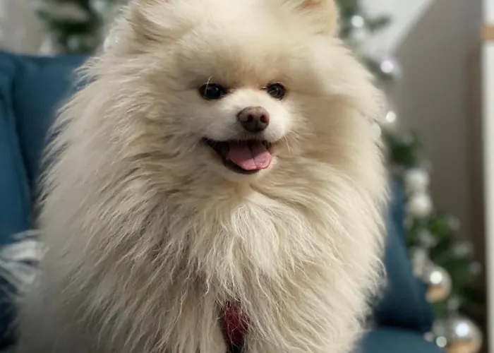 Apartment Old Town Escape *